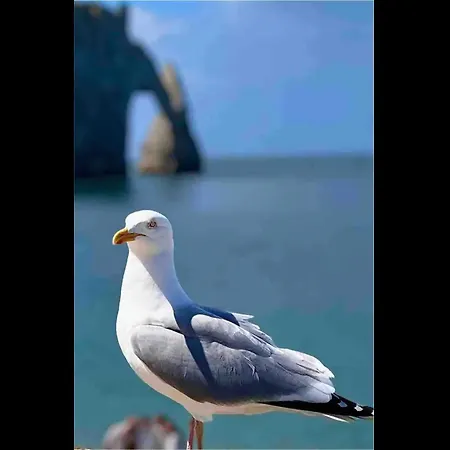 Des Peintres Étretat